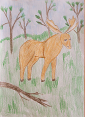 Лось - лесной житель