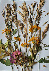 Травы Прикамья