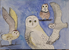 Совы.