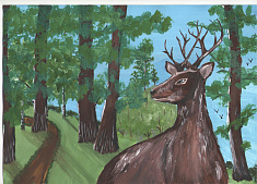 Красота дикой природы