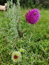  Фотоальбом «Зарисовки природы»
