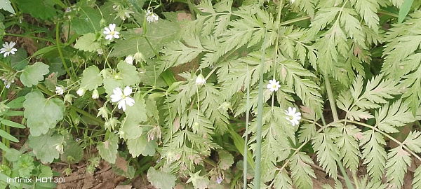 "Прогулка по лесу"