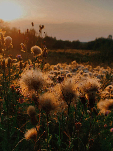 "Вечерняя Вишера"