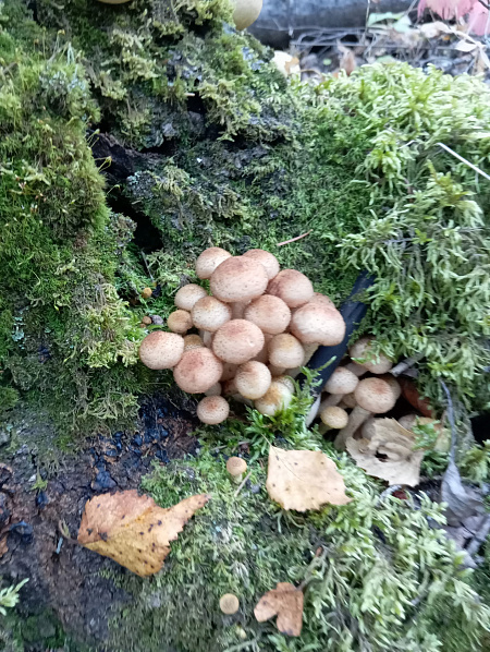 "Удивительный мир грибов Пермского края"