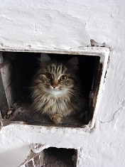 Кошка в печке