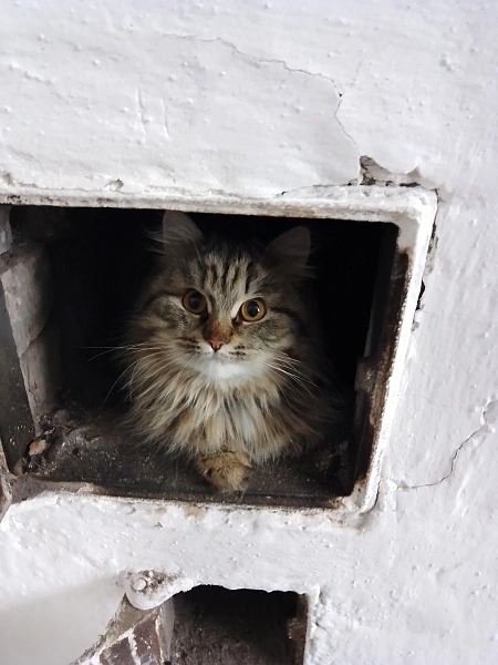 Кошка в печке