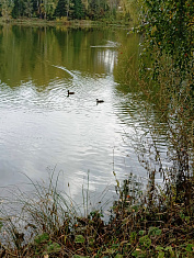 "Утки плавают в пруду"
