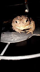 "Царевна лягушка"