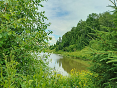 "Река в лесу"