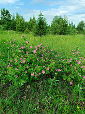 "Лето красное пришло"