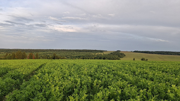 "Лысьвенский округ. Деревня Аитково"