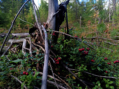 "Вот и ягодка подоспела"