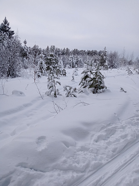 "Зимняя Парма"