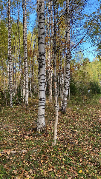 "Березовая осень"