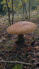 "Ах, гриб, грибок"