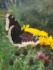 "Хрупкое равновесие природы и памятник СВО"