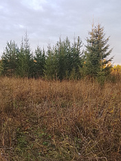 Краски осени