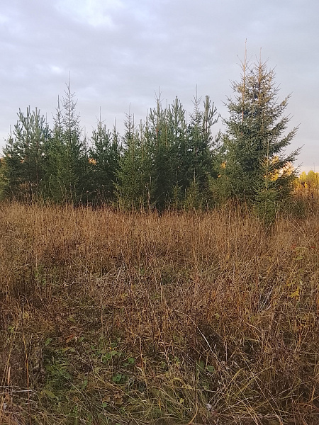 Краски осени