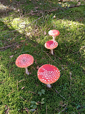 "Семья мухоморов"