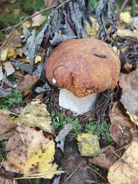 "Чудный лес"