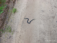 "Животный мир Пермского края"