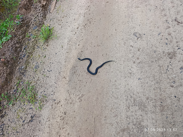 "Животный мир Пермского края"