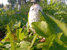 "Гриб в лесу"