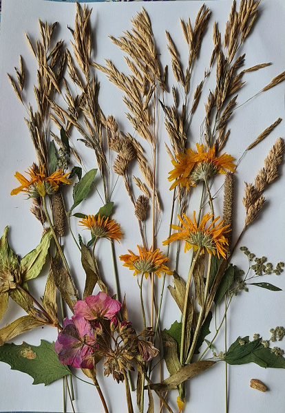 Травы Прикамья