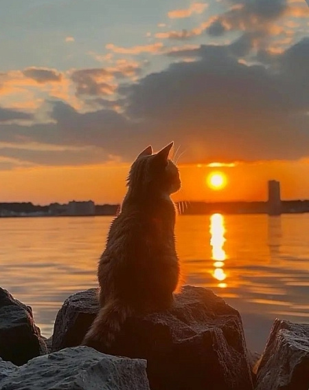 "Стражник солнца"