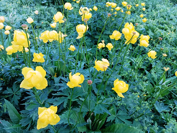 "Грозульки цветут"