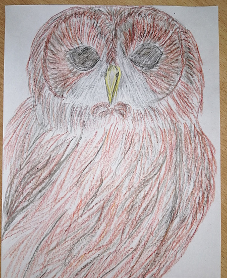 Ястребиная сова