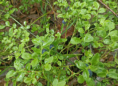 "Дары Прикамья"