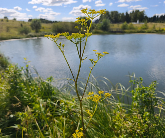 "Пермский край"
