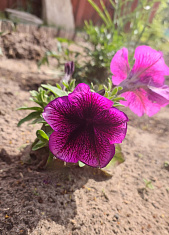 "Моё лето в деревне Тренина"