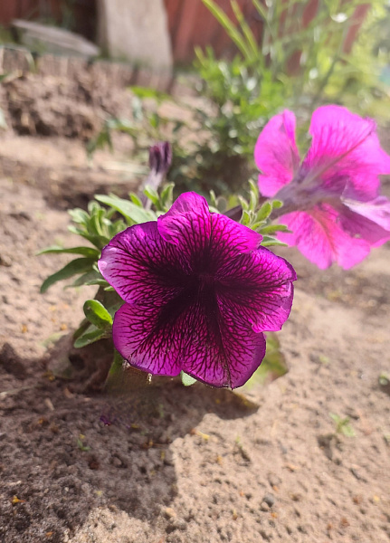 "Моё лето в деревне Тренина"