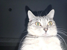 Мой кот