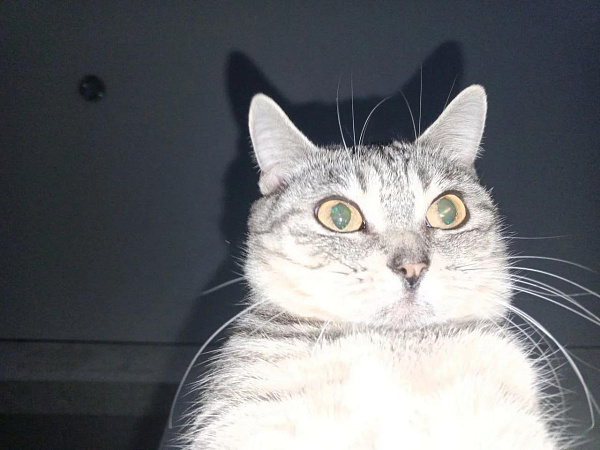 Мой кот