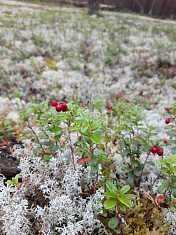 "Брусника - красный жемчуг Прикамья"