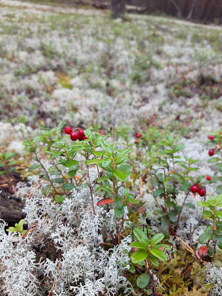 "Брусника - красный жемчуг Прикамья"