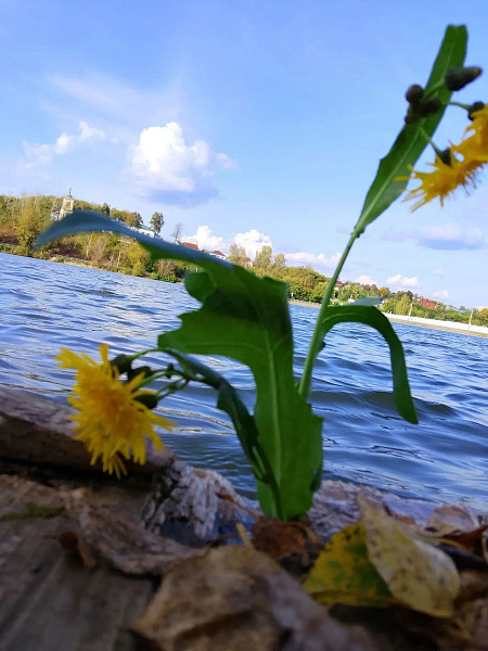 Туманная осень в тихой деревне