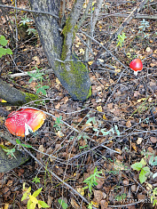 "Мухоморы в бору"