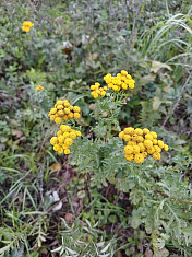 "Фотографии сделаны в августе"