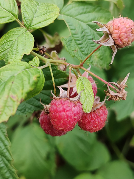 "Ароматное лето"