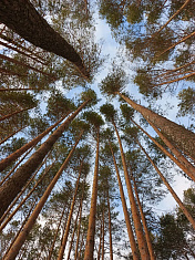 "Люблю тебя, мой край родной!"