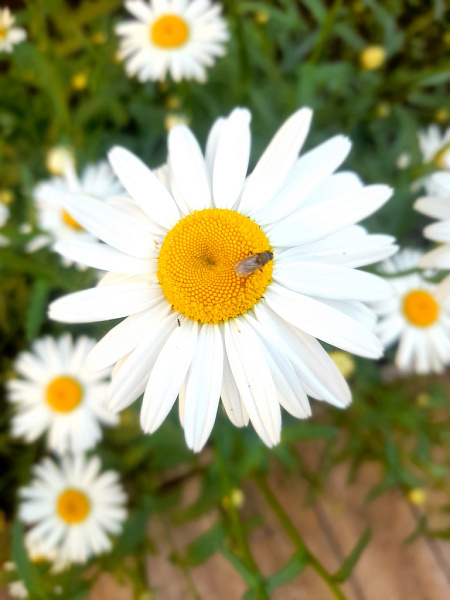 "И это все про Троельгу"