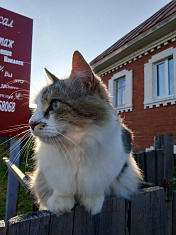 Милые кошечки и котики на улицах Чердыни.