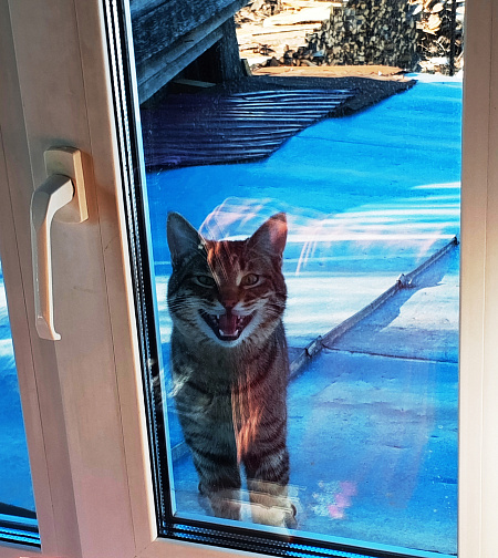 Котик на крыше "Пустите домой, пожалуйста"