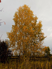 "Картины осени"