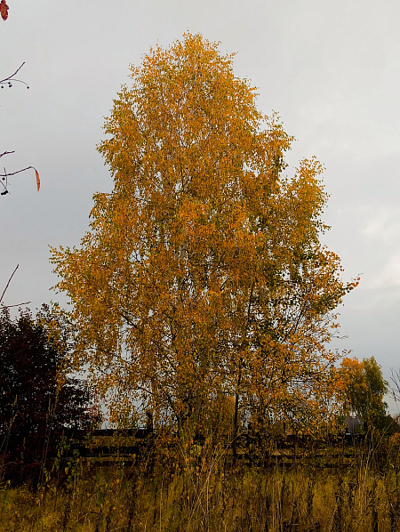 "Картины осени"