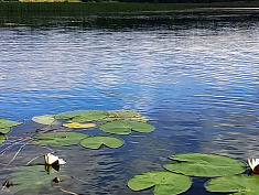 «Прекрасные кувшинки на Травянском пруду»